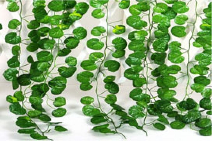 hanging green vine on white wall 